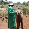 Besuch beim Elefantenwaisenhaus in Nairobi