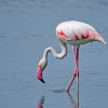 Flamingo am Wabi-Damm - faszinerende Tiere.