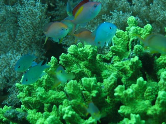 farbige Unterwasserwelt im Hausriff - Indonesien - 