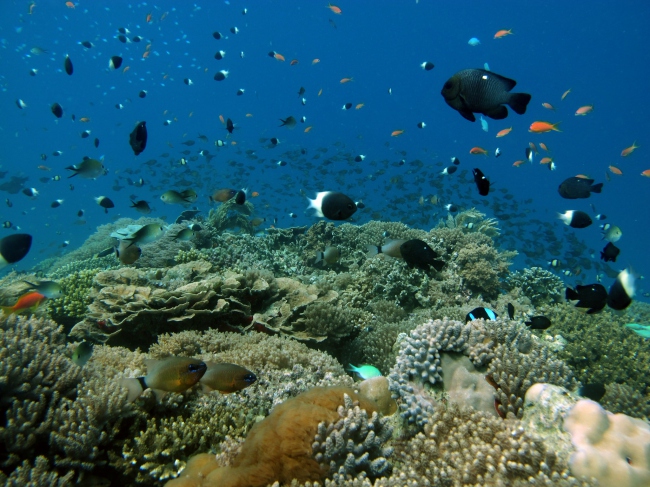 Abtauchen in die wunderschöne Vielfalt der Korallenriffe  - Tansania - 