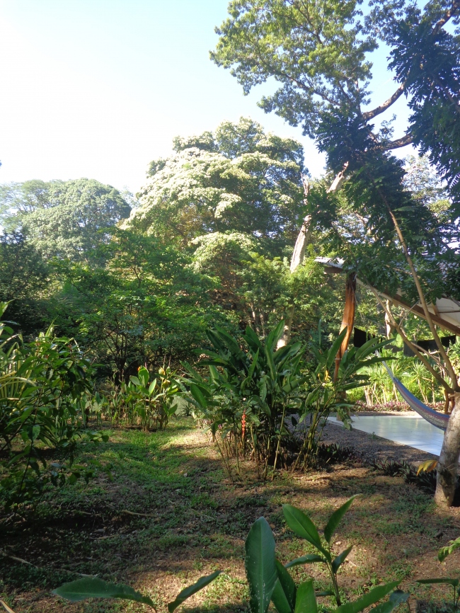 Die Umgebung rund um die Bungalows - Costa Rica - 