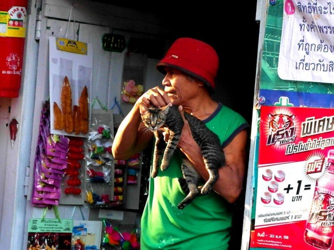 und natürlich Katzen - Thailand - 