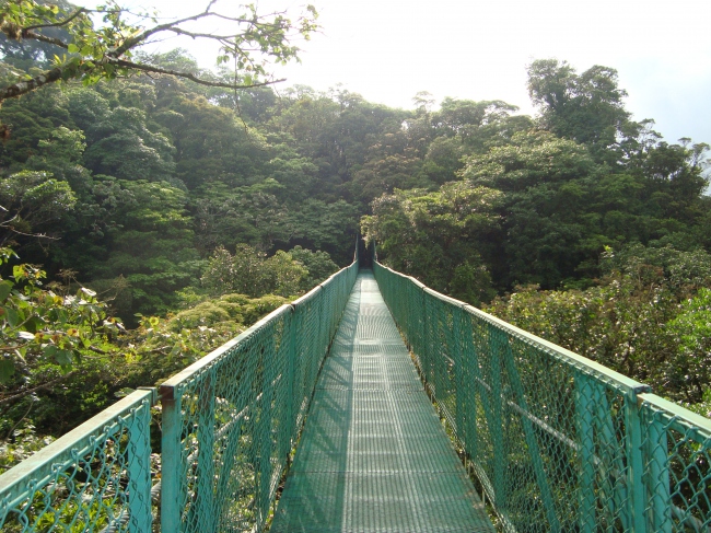 Regenwald Trekking - Hängebrücke in Monteverde - Costa Rica - 