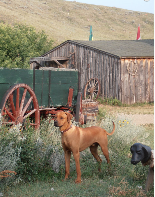 Ranch dog Wilton - Rhodesian Ridgeback - Kanada - 