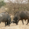 kämpfende Büffel - Tsavo West Nationalpark