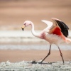 Flamingo im Naturreservat E. Avaroa