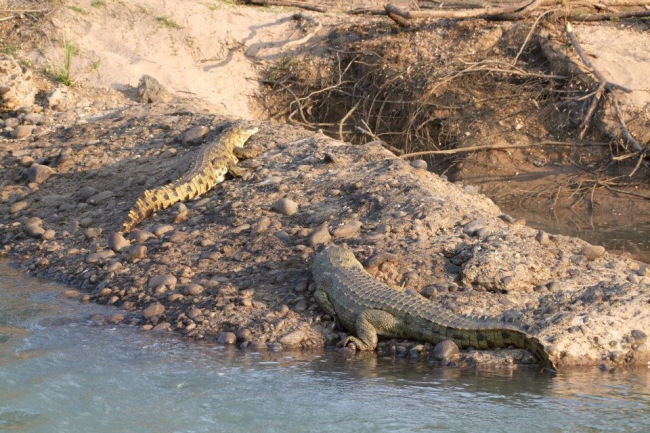 Krokodile auf den Kunene River Banks - Namibia - 