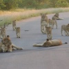 Auf unseren Safaris gibt es immer wieder schöne Überraschungen 