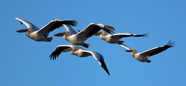 Pelikane am Wabi-Damm - Namibia - 