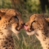 Leoparden-Liebe?