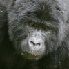 Berggorilla im Bwindi Impenetrable Nationalpark