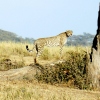 Der Gepard - das schnellste Landtier der Welt