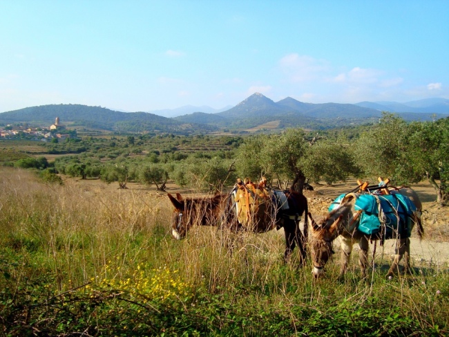 Wandern zwischen den Olivenhainen und Weinfeldern - Spanien - 