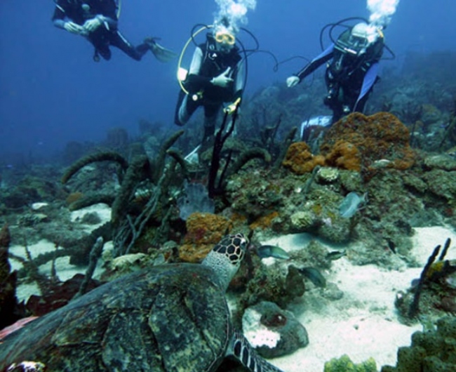Meeresschildkröten hautnah erleben - Dominica - 