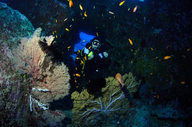Paradiesische Unterwasserwelt - Thailand - 