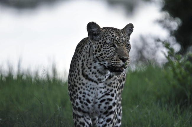 Super Safari-Aufnahme eines Leoparden - Botswana - 