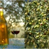 Olivenöl selbst pressen