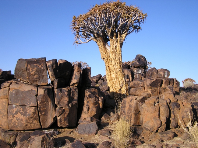 Köcherbaum - Namibia - 