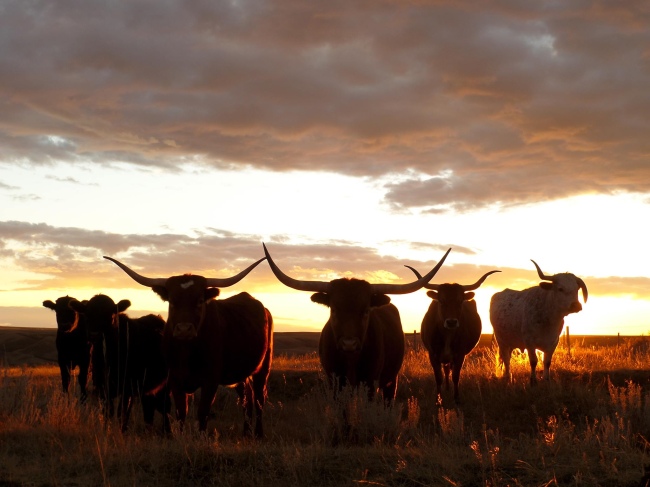 Texas Longhorn Familie im Sonnenuntergang, wartend auf Reiter - Kanada - 