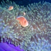 Die Unterwasserwelt um Bohol wird Sie begeistern!