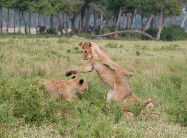 Beobachten Sie spielende Löwen... - Kenia - 
