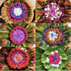 Täglich frische Blumen Mandalas in unserem Ayurveda Centrum