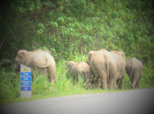 Achtung, Elefanten auf der Straße in Malaysia - Malaysia - 