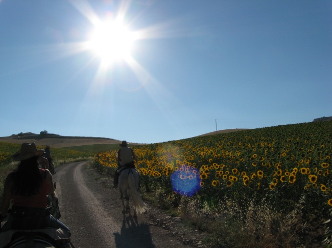 An Sonnenblumenfeldern vorbei... - Spanien - 