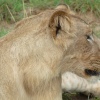 Löwe im Queen Elizabeth Nationalpark