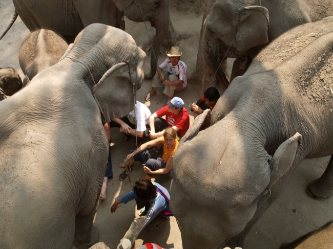 Unter Elefanten - Thailand - 