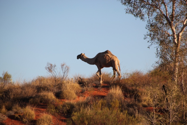 Tierische Überraschung in Australien: Da steht ein Kamel am Wegesrand. - Australien - 