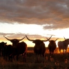 Texas Longhorn Familie im Sonnenuntergang, wartend auf Reiter