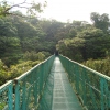 Regenwald Trekking - Hängebrücke in Monteverde