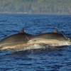 Nicht selten begleiten Delphine die Ausflugsboote