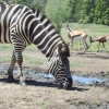 Zebras und Springböcke im Garten