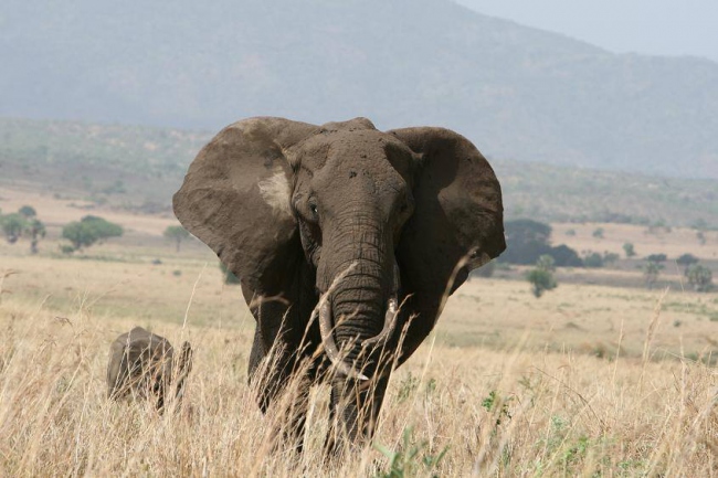 Elefant im Kidepo Nationalpark - Uganda - 