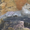 Wunderschöner Leopard im Lumo Sanctuary