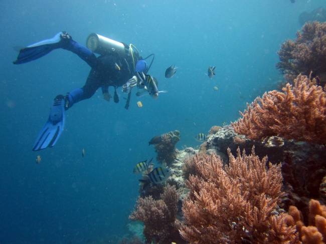Willkommen in der herrlichen Unterwasserwelt von Sansibar! - Tansania - 