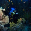 Paradiesische Unterwasserwelt