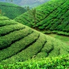 Tee-Plantagen in Munnar