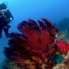 Willkommen zur traumhaften Unterwasserwelt rund um Elba!
