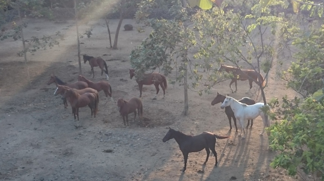 Blick auf die Herde in der Morgensonne - Indonesien - 
