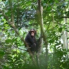 Schimpanse im Budongo Wald