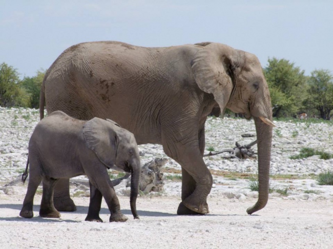 Elefanten im Etosha Nationalpark - Namibia - 