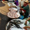 Auf dem Fischmarkt