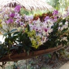 Orchideen in unserem 7000 qm großen Gartenparadies.