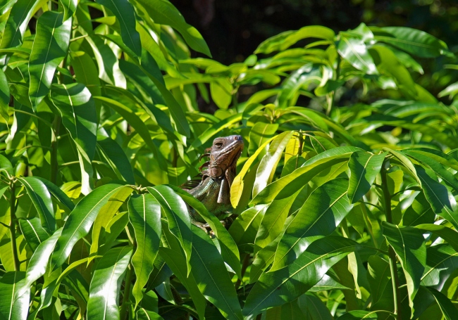 Iguana im Mangobaum - Costa Rica - 