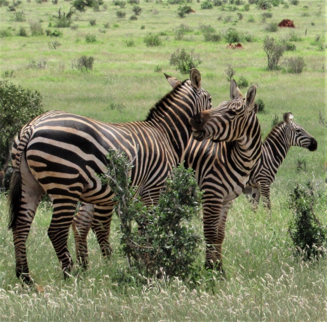 Zebras im grünen Tsavo Ost Nationalpark - Kenia - 