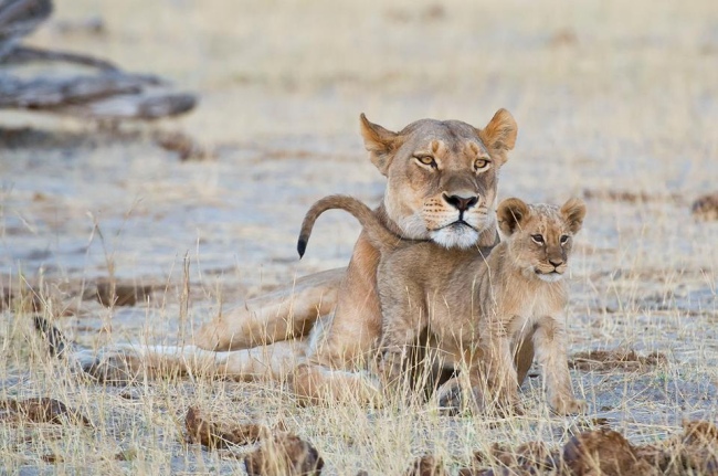 Beschützt von der Mutter - Botswana - 