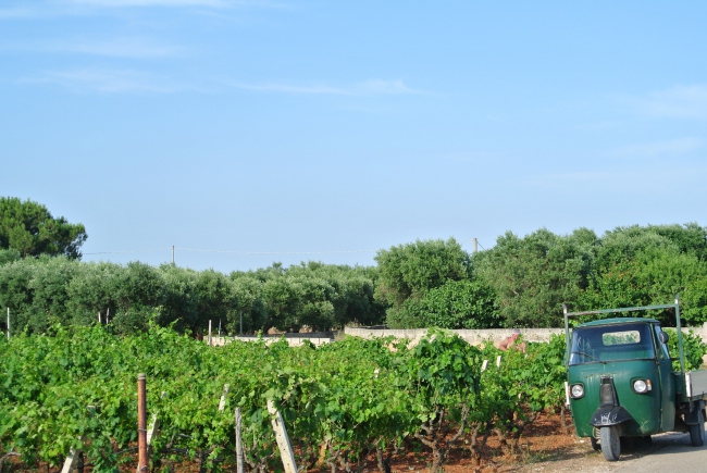 Weinanbau Umgebung - Italien - 